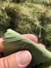 Ulmus thomasii