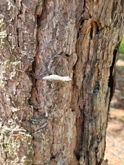 Sceloporus undulatus