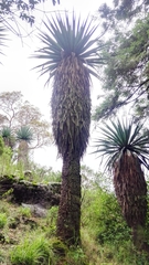 Furcraea