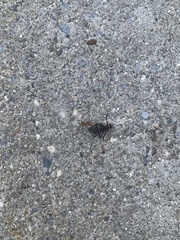 Formica pallidefulva