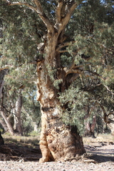 Eucalyptus camaldulensis