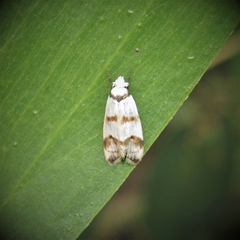Chezala brachypepla