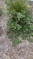 Portulaca oleracea
