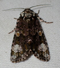Craniophora ligustri