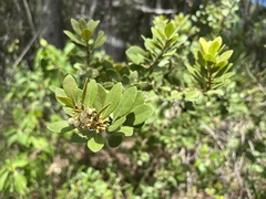 Lyonia fruticosa