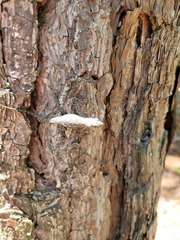 Sceloporus undulatus