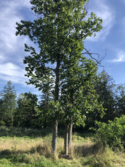 Ulmus thomasii
