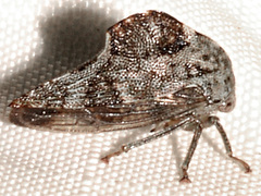 Telamona decorata
