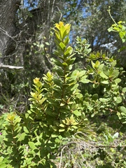Lyonia fruticosa