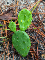 Opuntia