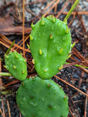 Opuntia