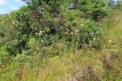 Eriophorum