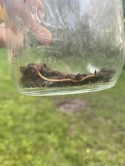 Myriapoda