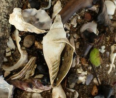 Alcithoe arabica