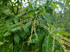 Oxydendrum arboreum