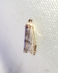 Microcrambus kimballi