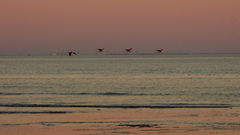 Phoenicopterus chilensis