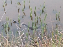 Agkistrodon piscivorus
