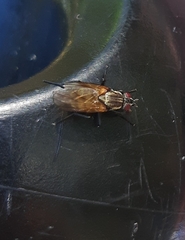 Schizophora