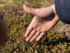 Agrostis vinealis