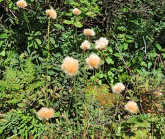 Eriophorum