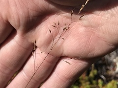 Agrostis vinealis