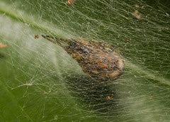 Araneus ejusmodi