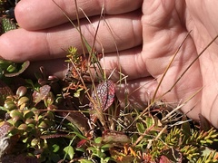 Agrostis vinealis