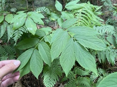 Sambucus racemosa