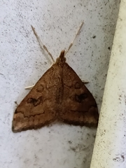 Udea profundalis