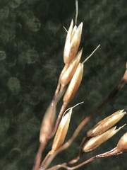 Agrostis vinealis