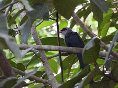 Phaenicophaeus tristis