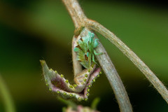 Reduviidae