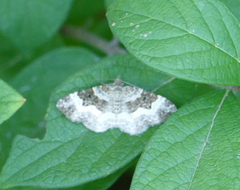 Epirrhoe alternata