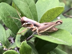 Paroxya atlantica