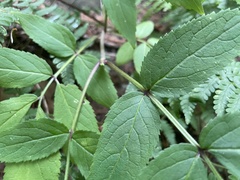 Sambucus racemosa