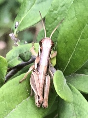 Paroxya atlantica