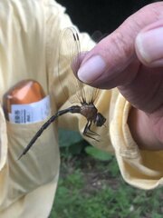 Gynacantha ryukyuensis