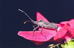 Leptoglossus gonagra