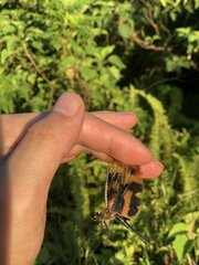 Rhyothemis variegata imperatrix