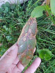 Cercospora