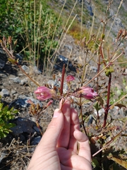 Nothochelone nemorosa