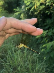 Orthetrum luzonicum