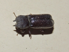 Apatides fortis