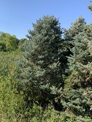 Picea pungens