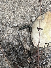 Phryganidia californica