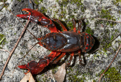 Euastacus australasiensis