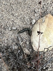 Phryganidia californica