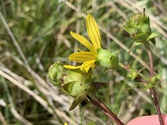 Silphium asteriscus