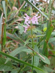 Stachys hispida